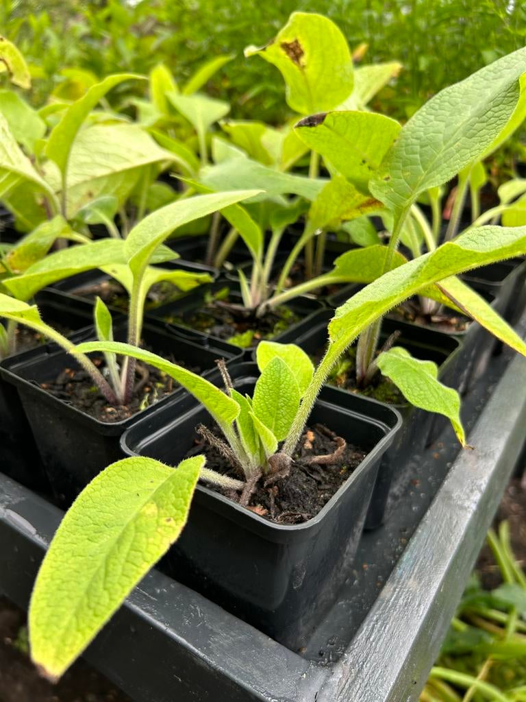 Russische smeerwortel, Tuin en Terras, Ophalen, Vaste plant