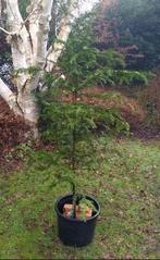 Taxus baccata – Venijnboom, Ophalen