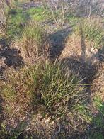 Grassprieten gratis, Tuin en Terras, Planten | Tuinplanten, Ophalen, Zomer