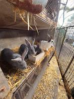 Vlinderkonijn, Dieren en Toebehoren, Ophalen