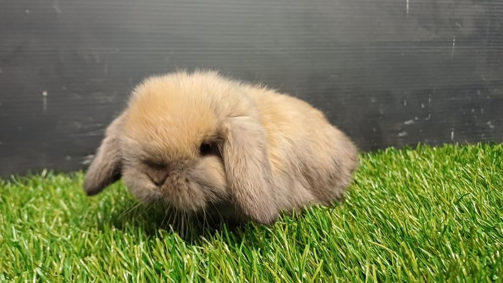 Raszuivere handtamme vrouwelijke minilop konijnen jongen, Femelle, Nain, Oreilles tombantes, 0 à 2 ans