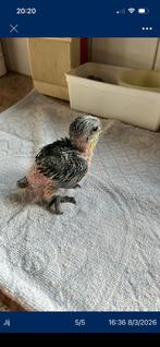 Manuel des crayons, nobilis ara pop 2023, Plusieurs animaux, Perroquet, Domestique