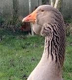 Toulousegans dewlap mj, Dieren en Toebehoren, Pluimvee, Mannelijk, Gans of Zwaan