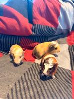 jonge cavia’s, Animaux & Accessoires, Février, Plusieurs animaux, Cobaye