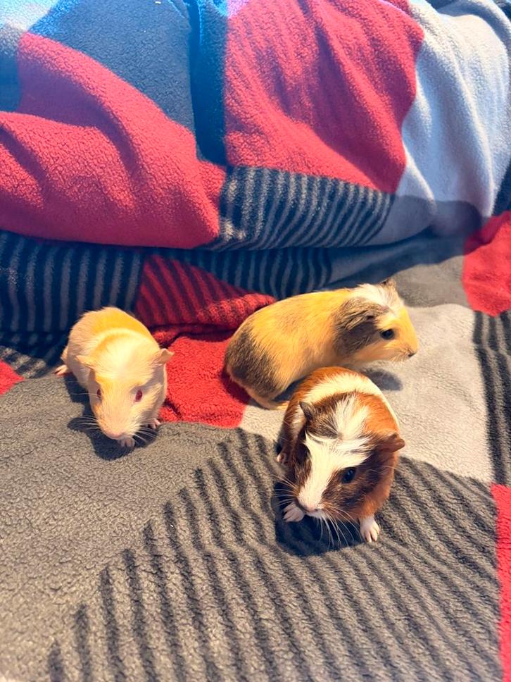 jonge cavia’s, Animaux & Accessoires, Rongeurs, Plusieurs animaux, Cobaye, Février