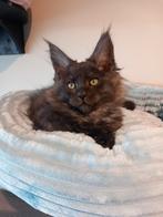 maine coon kitten, Poes, Met stamboom, 0 tot 2 jaar