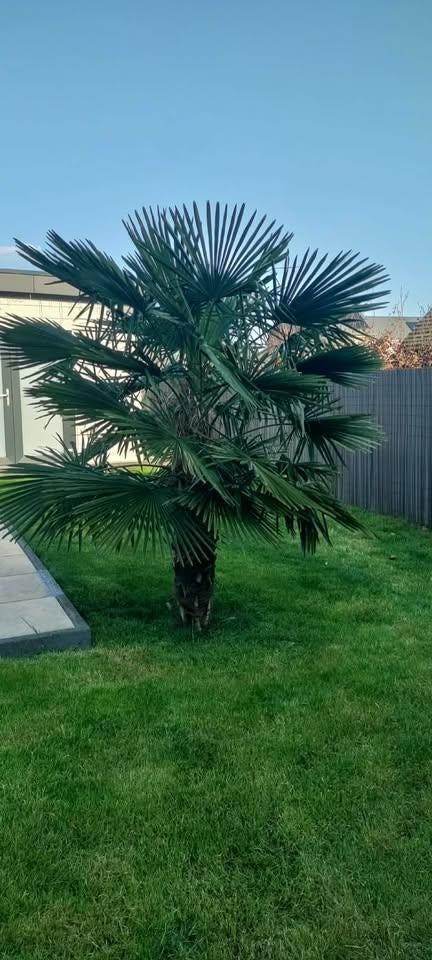 A Vendre  PALMIER  2 m, Tuin en Terras, Planten | Bomen, Ophalen, Palmboom, 100 tot 250 cm