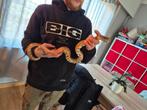 Korenslang te koop, Dieren en Toebehoren, Slang, Tam, 7 tot 10 jaar