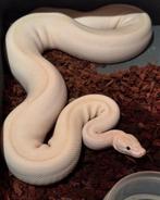 Python Regius collectie, Serpent