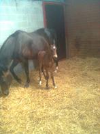 drachtige merrie, 11 ans ou plus, Avec pedigree, 170 à 175 cm, Jument