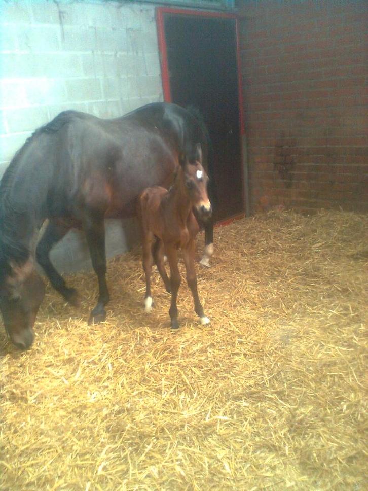drachtige merrie, Animaux & Accessoires, Chevaux, Jument, Non dressé, 170 à 175 cm, 11 ans ou plus, Cheval de saut, Avec pedigree