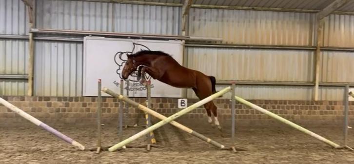 Emerald hengst van 2024, Dieren en Toebehoren, Paarden, Hengst, Onbeleerd, 160 tot 165 cm, 0 tot 2 jaar, Springpaard, Met stamboom