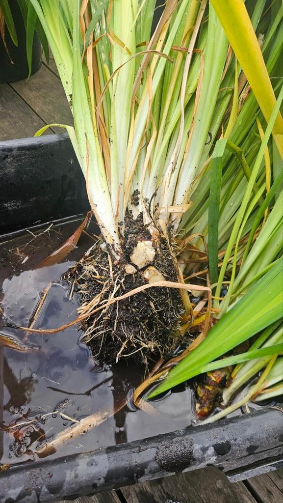 Wateririssen te koop, Tuin en Terras, Ophalen