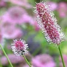Sanguisorba Pink Tanna, Ophalen, Halfschaduw