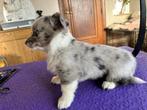 Prachtige welsh corgi cardigans te koop, Particulier, Autres races, 8 à 15 semaines, Plusieurs