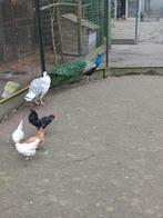 Verse broedeieren van watermaalse baardkrielen e.a. rassen, Kip