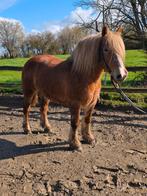 Jument comtoise plein papier, Débourré, Moins de 160 cm, Cheval de récréation, Avec pedigree