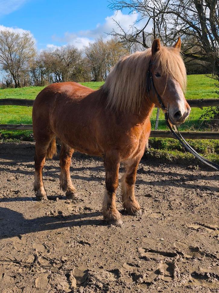 Jument comtoise plein papier, Animaux & Accessoires, Chevaux, Jument, Débourré, Moins de 160 cm, 7 à 10 ans, Cheval de récréation