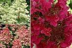 Hydrangea Wim's Red, Tuin en Terras, Planten | Tuinplanten, Ophalen, Halfschaduw