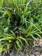 plantje siergras scheuten, Ophalen