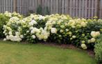 Stekken van hortensia annabel sneeuwbal, Tuin en Terras, Planten | Tuinplanten, Ophalen
