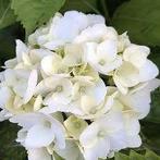 Hydrangea Soeur Therese, Tuin en Terras, Planten | Tuinplanten, Ophalen, Halfschaduw
