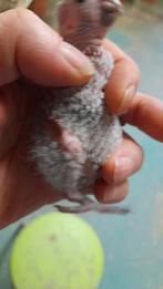 Pyrrhura, Dieren en Toebehoren