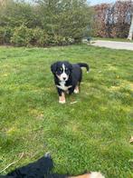 Berner Sennen pup, Dieren en Toebehoren, Parvo, België, Overige rassen, 8 tot 15 weken