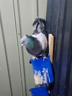 Pigeons Takla, Animaux & Accessoires