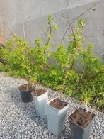 Frambozenplanten, Ophalen, Vaste plant, Fruitplanten, Volle zon
