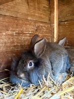 Konijn, Animaux & Accessoires, Lapins
