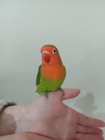 Super tamme fisheri's!, Dieren en Toebehoren