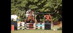 Chicago Van't Looy, Dieren en Toebehoren, Pony's, Ruin, Springpony, 3 tot 6 jaar, D pony (1.37m tot 1.48m)