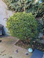 Grote bol Euonymus– zelf uitgraven – Antwerpen, Tuin en Terras, Ophalen, Overige soorten, Struik
