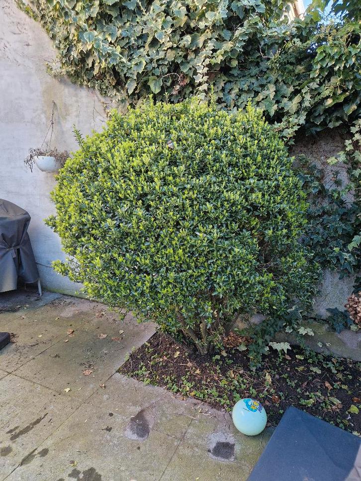 Grote bol Euonymus– zelf uitgraven – Antwerpen, Tuin en Terras, Planten | Struiken en Hagen, Struik, Overige soorten, Ophalen