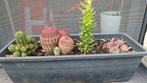 Cactussen set, Tuin en Terras, Ophalen