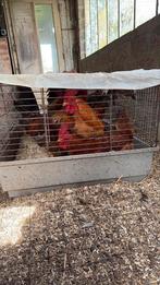 5x hanen te koop., Dieren en Toebehoren, Mannelijk, Kip