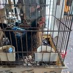 Mooie Hollandse Krielkip te ruilen., Vrouwelijk, Kip