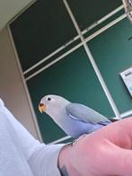 Handtamme agnaporis, Dieren en Toebehoren