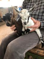 2 dwerggeiten lammetjes., Dieren en Toebehoren, Geit