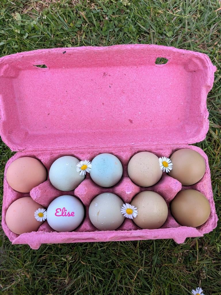 Broedeieren kleurleggers olijfleggers easter eggers kippen, Kip