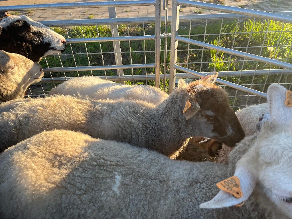 jaarling houdlander ooi, Dieren en Toebehoren, Vrouwelijk, Schaap, 0 tot 2 jaar