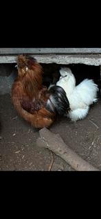 2 koppels USA zijdehoenders, Dieren en Toebehoren, Pluimvee