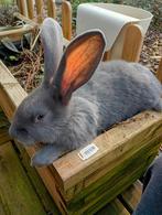 Prachtige mannelijke Vlaamse reuzen