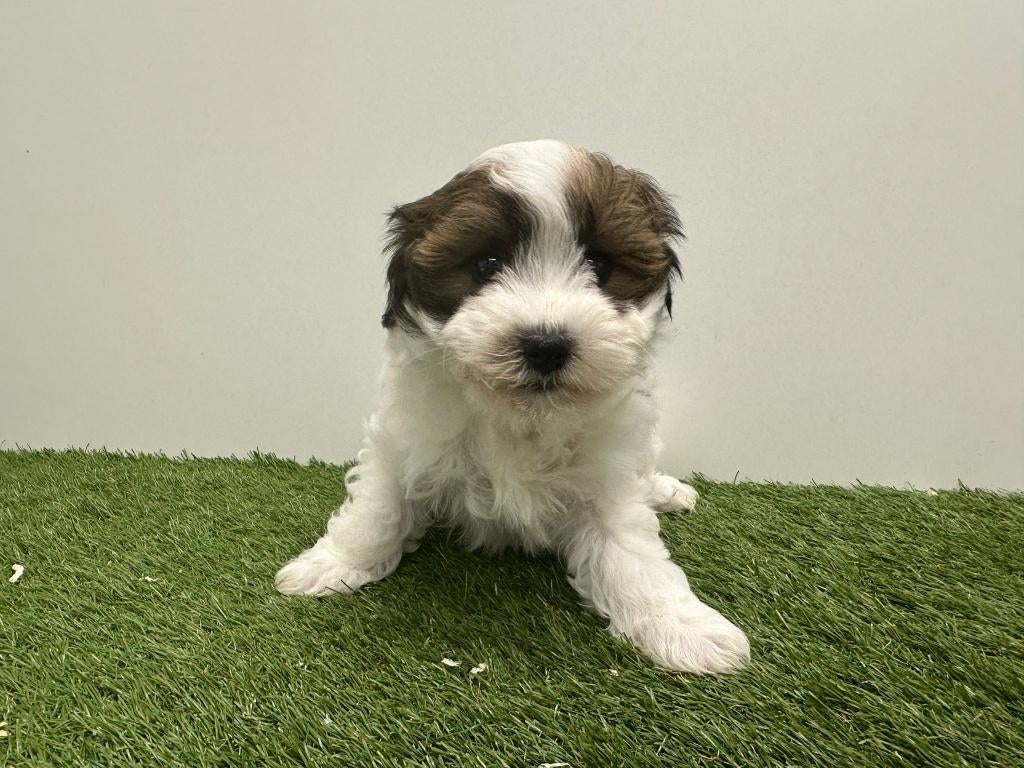 Nestje Havanezer pups, Parvo, België, Overige rassen, 8 tot 15 weken