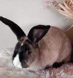 Duitse reus Ram, Mannelijk, Groot, 0 tot 2 jaar