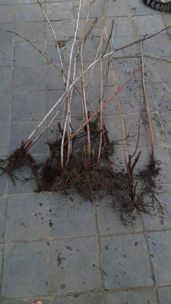 8 terugspringende frambozen, krachtige variëteit, Tuin en Terras, Planten | Tuinplanten, Vaste plant, Volle zon, Zomer, Ophalen