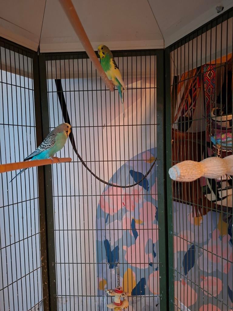 Grasparkieten - mannetje & vrouwtje