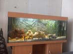 Juwel aquarium 120cm breed met alles erop en eraan, Dieren en Toebehoren, Ophalen