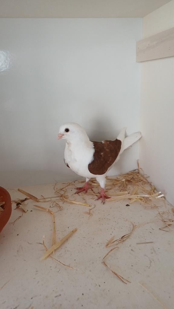 Pigeons de goélands liégeois, Sexe inconnu